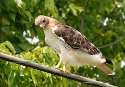 RedtailHawk_1600