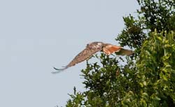 RedtailHawk_1665