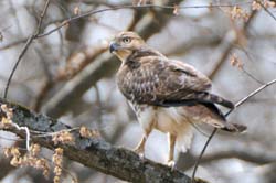 RedtailHawk_6931