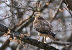 RedtailHawk_6939