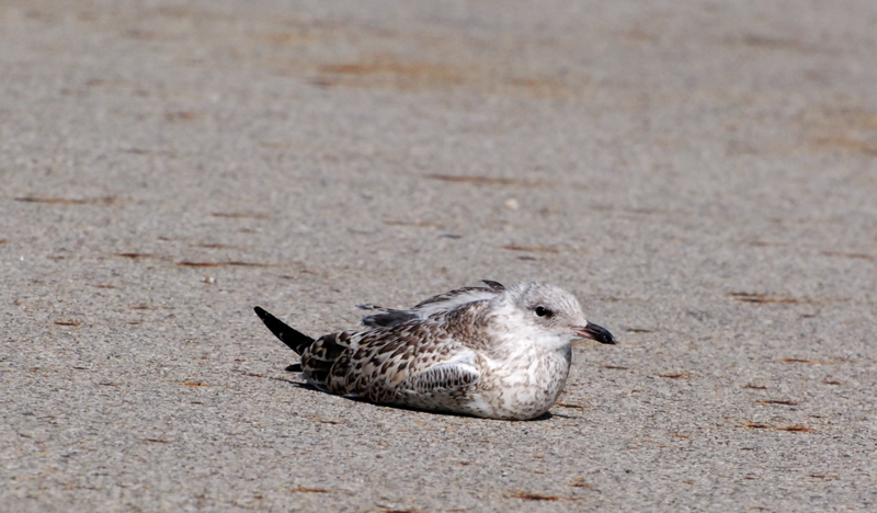 RingBilledGull_8657_Juvenile