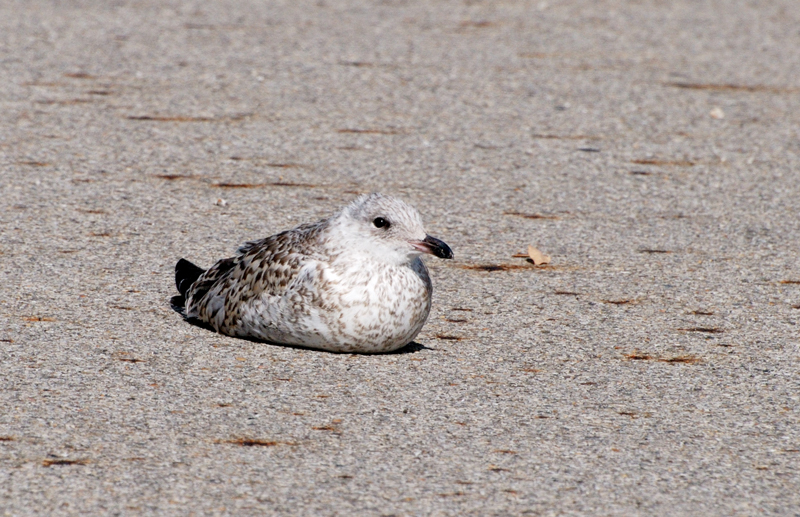 RingBilledGull_8680_Juvenile