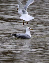 RingBilledGull_3375