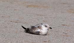 RingBilledGull_8657_Juvenile