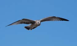 RingBilledGull_8698_Juvenile