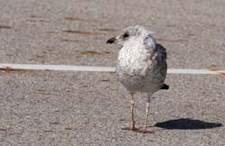 RingBilledGull_8717_Juvenile