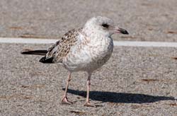 RingBilledGull_8721_Juvenile