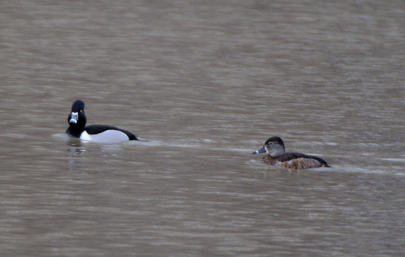 RingNeckedDuck_5059