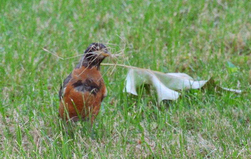 AmericanRobin_4418