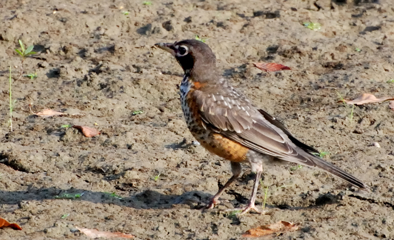 AmericanRobin_7954