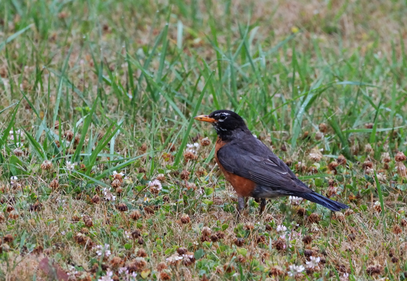 AmericanRobin_8228