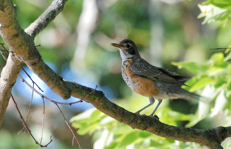 AmericanRobin_8601