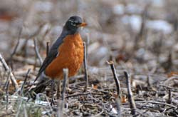 AmericanRobin_3557