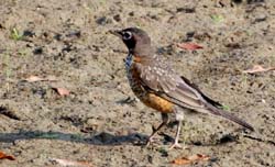 AmericanRobin_7954