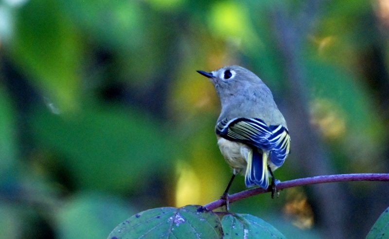 RubyCrownedKinglet_7344