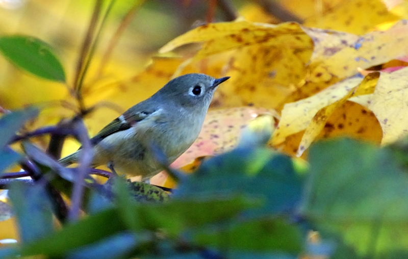 RubyCrownedKinglet_7355