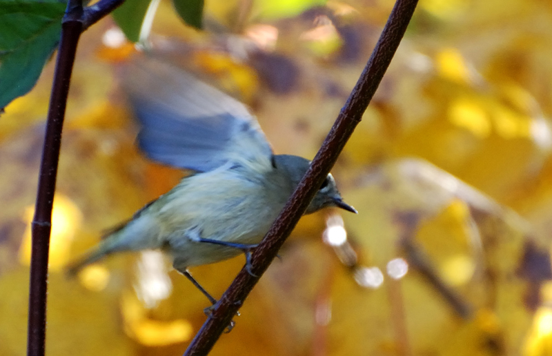 RubyCrownedKinglet_7363