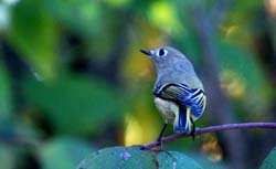 RubyCrownedKinglet_7344