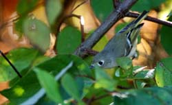 RubyCrownedKinglet_7361