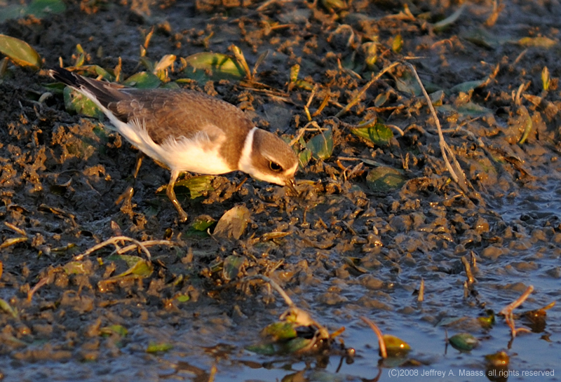 SemipalmatedPlover_3809