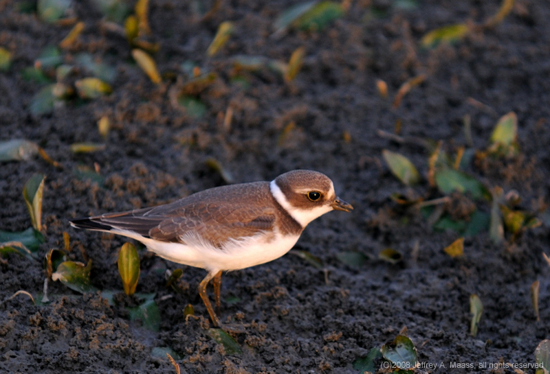 SemipalmatedPlover_3848