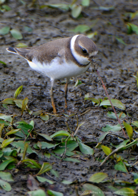 SemipalmatedPlover_4079