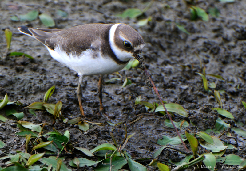 SemipalmatedPlover_4086