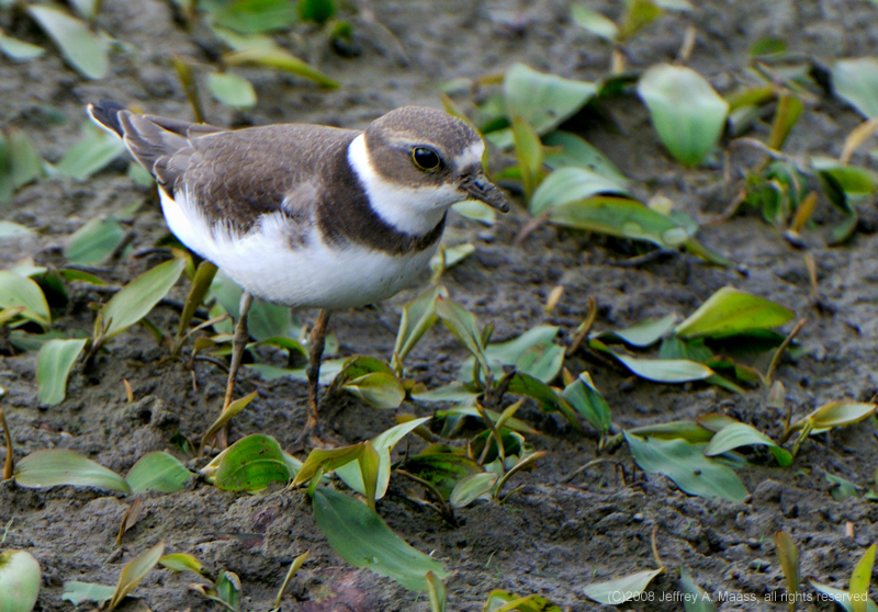 SemipalmatedPlover_4093