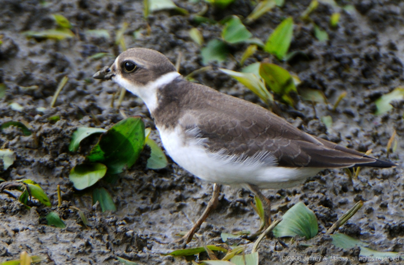 SemipalmatedPlover_4111