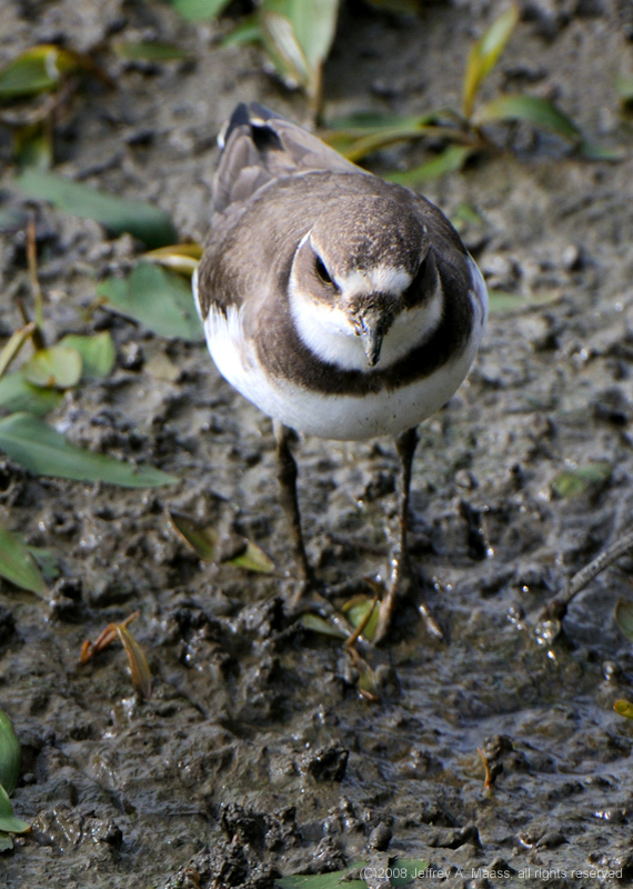 SemipalmatedPlover_4141