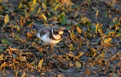 SemipalmatedPlover_3825