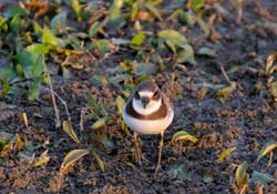 SemipalmatedPlover_3828