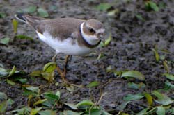 SemipalmatedPlover_4075