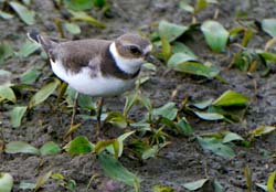 SemipalmatedPlover_4093