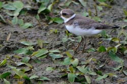 SemipalmatedPlover_4099