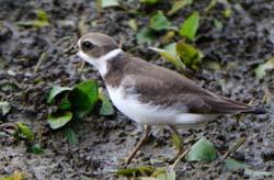 SemipalmatedPlover_4111