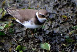 SemipalmatedPlover_4146