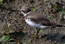 SemipalmatedPlover_4159