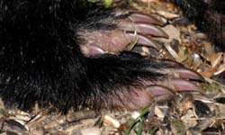 Skunk_FrontClaws5526