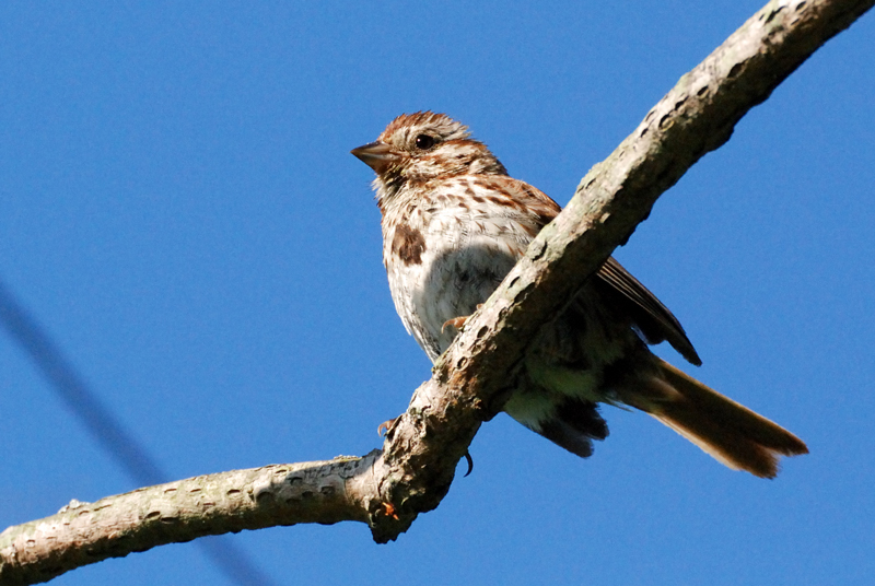 SongSparrow_8456
