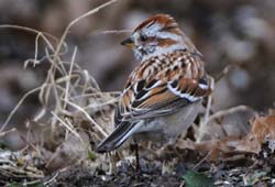 TreeSparrow_4913