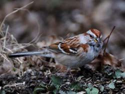 TreeSparrow_4920