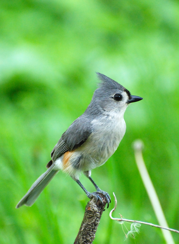 TuftedTitmouse_2150