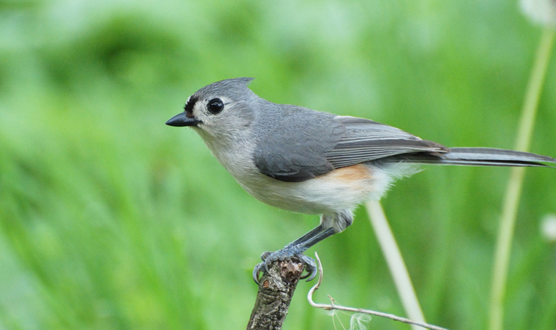 TuftedTitmouse_2151