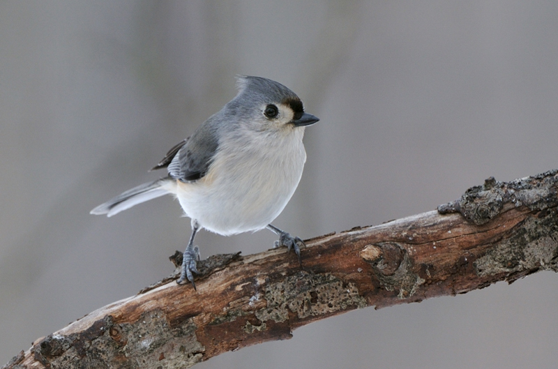 TuftedTitmouse_3014