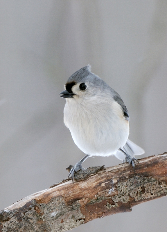 TuftedTitmouse_3015