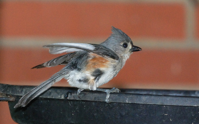 TuftedTitmouse_4450