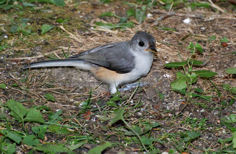 TuftedTitmouse_7861