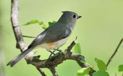 TuftedTitmouse_1825