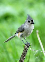 TuftedTitmouse_2149